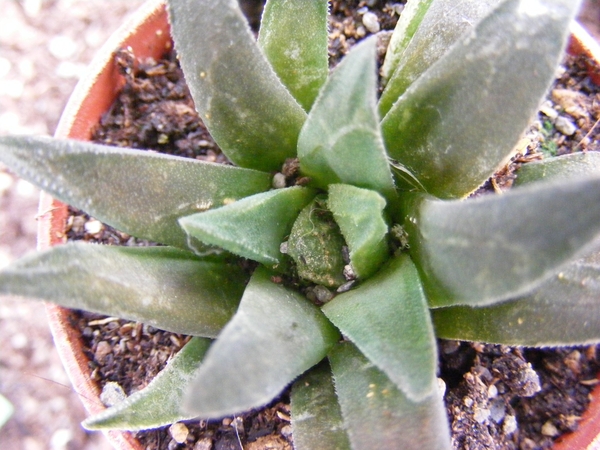 haworthia  maraisii . v . maraisii