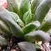 haworthia  maraisii . v . maraisii.                              