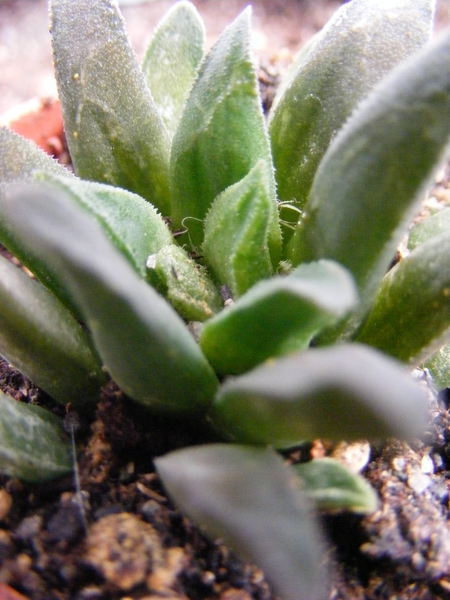 haworthia  maraisii . v . maraisii.                              