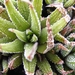 haworthia  maraisii.                                             