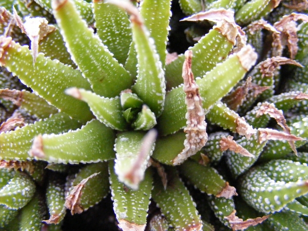haworthia  maraisii.                                             
