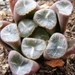 haworthia  maughanii