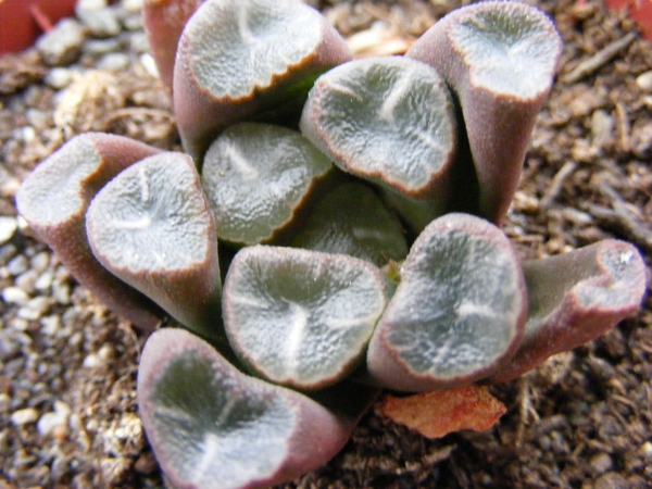 haworthia  maughanii