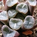 haworthia  maughanii.                                            