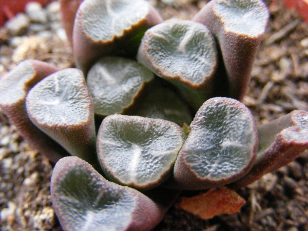 haworthia  maughanii.                                            