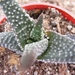 haworthia  minima   ( nw riversdeale )