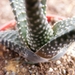 haworthia  minima   ( nw riversdeale ).                          