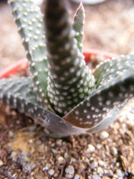 haworthia  minima   ( nw riversdeale ).                          