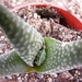 haworthia  minima . v . poelniziana