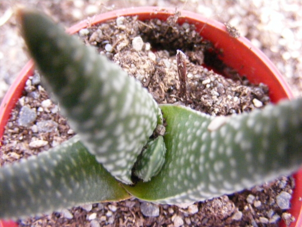 haworthia  minima . v . poelniziana