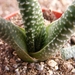 haworthia  minima . v . poelniziana.                             