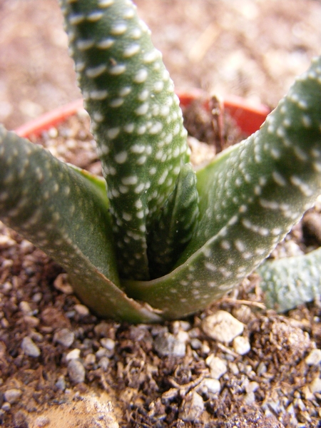 haworthia  minima . v . poelniziana.                             