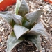 haworthia  mirabilis . v . mundula