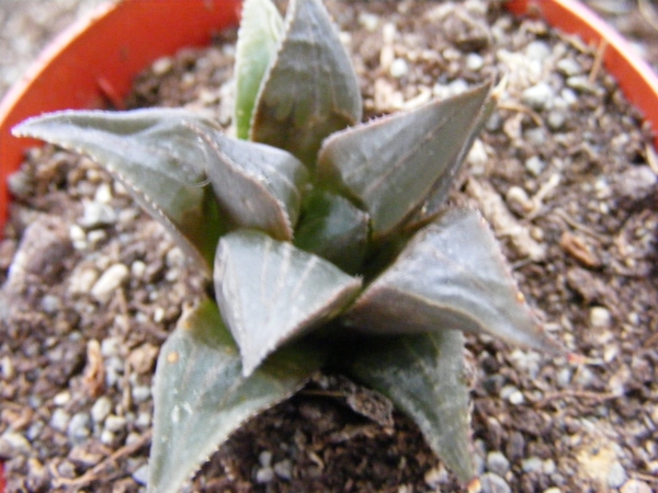 haworthia  mirabilis . v . mundula