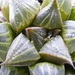 haworthia  mirablis                                              