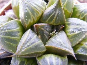 haworthia  mirablis                                              