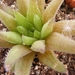 haworthia  mucronata. v . mucronata