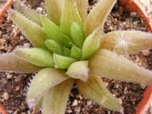 haworthia  mucronata. v . mucronata