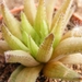 haworthia  mucronata. v . mucronata.                             