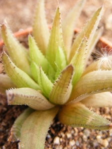 haworthia  mucronata. v . mucronata.                             