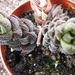 haworthia  murumiana . v batesiana