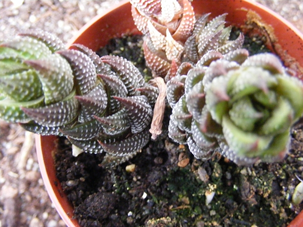 haworthia  murumiana . v batesiana