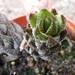 haworthia  murumiana . v batesiana.                              