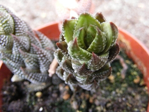 haworthia  murumiana . v batesiana.                              