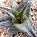 haworthia  nigra