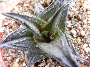 haworthia  nigra