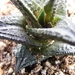 haworthia  nigra.                                             2