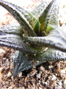 haworthia  nigra.                                             2