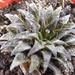 haworthia  parksiana