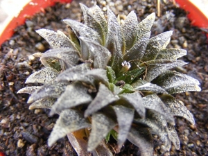 haworthia  parksiana