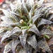 haworthia  parksiana                                         2