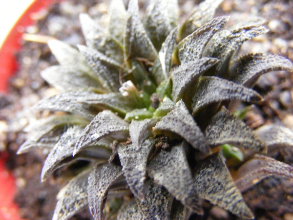 haworthia  parksiana                                         2