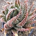 haworthia  pumila