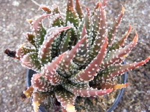 haworthia  pumila