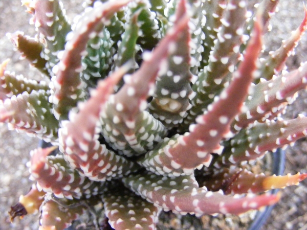 haworthia  pumila.                                           2