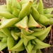 haworthia  pungens