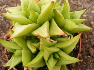 haworthia  pungens