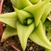 haworthia  pungens.                                            2