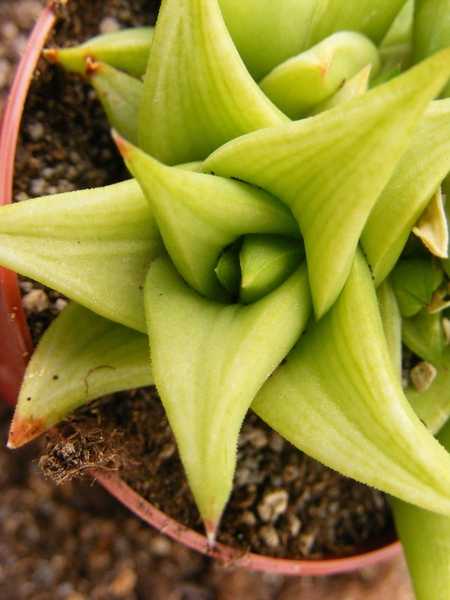 haworthia  pungens.                                            2