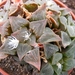 haworthia  pygmaea