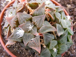 haworthia  pygmaea