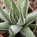 haworthia  randula