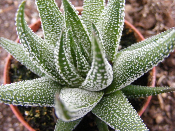 haworthia  randula