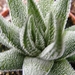 haworthia  randula                                          2