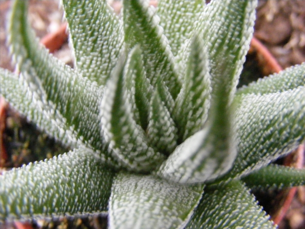 haworthia  randula                                          2