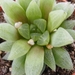 haworthia  reculata . v . hurlingsii